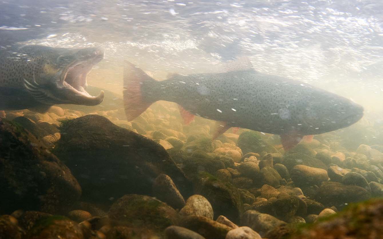 Ein Bach schlängelt sich durch einen Auwald.