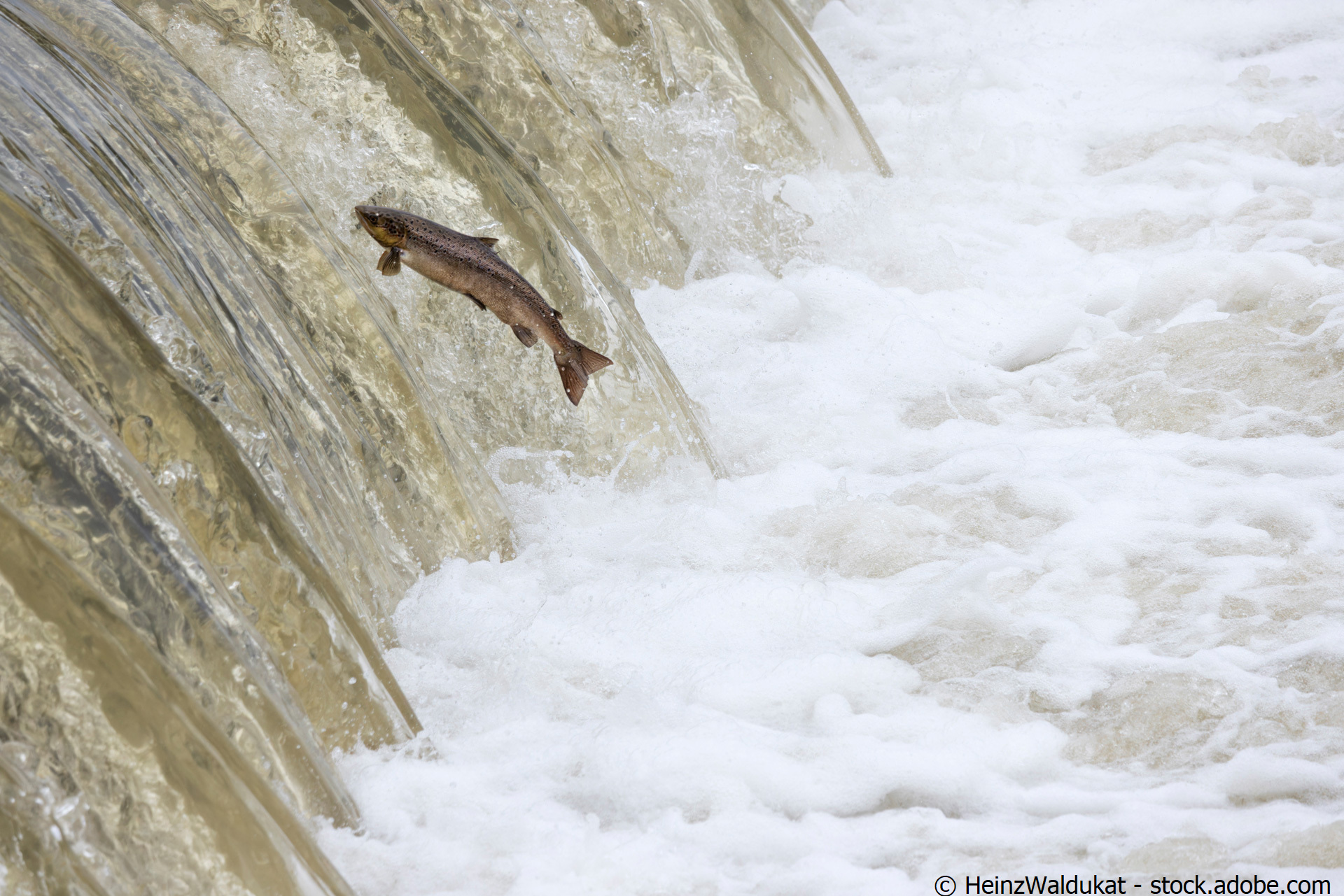 Ein Lachs versucht ein Stauwehr hochzuspringen.