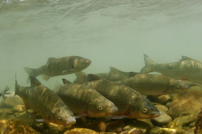 dicht aneinandergedrängte Nasen am Grund eines Flusses 