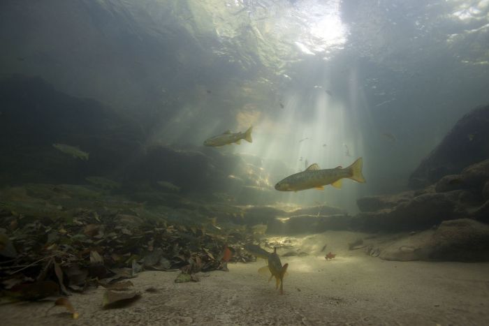 Bachforellen am Grund eines Flusses, die im Licht einfallende Sonnenstrahlen bunt schimmern